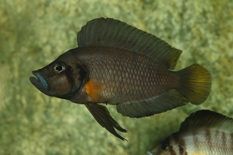 Altolamprologus sp. 'compressiceps shell' Sumbu